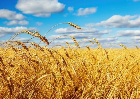 تولید گندم در ایلام به رکورد ۳۸۵ هزار تن رسید