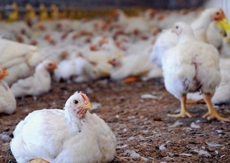 ۲۶ واحد مرغداری در « دهلران» سالانه ۸ هزار تن گوشت مرغ تولید می‌کنند