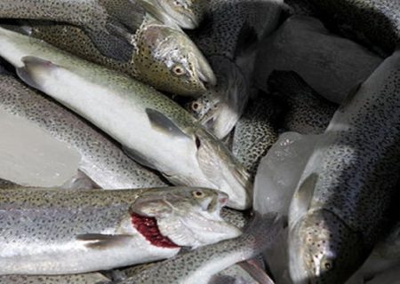 دستگیری متخلفین صید غیر مجاز ماهی در چرداول