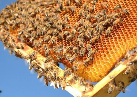 پیش‌بینی تولید سالانه یک هزار و ۶۵۰ تن عسل در ایلام