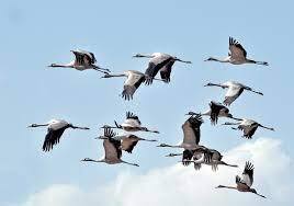 زیستگاه‌های آبی ایلام پذیرای پرندگان مهاجر