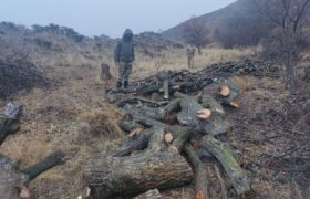 کشف ۶ تن چوب بلوط قاچاق در شهرستان هلیلان