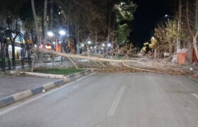 قطع بیش از ۳۰۰ اصله درخت و خسارت گسترده به فضای سبز ایلام در اثر وزش باد