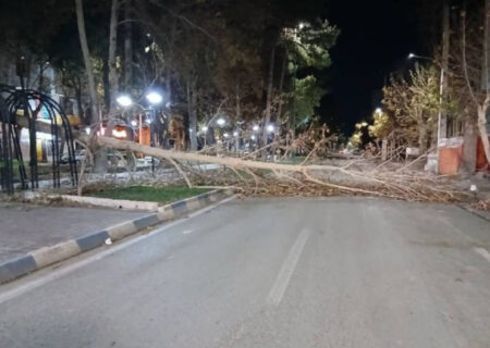 قطع بیش از ۳۰۰ اصله درخت و خسارت گسترده به فضای سبز ایلام در اثر وزش باد