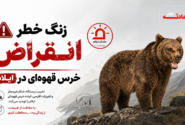 زنگ خطر انقراض خرس‌ قهوه‌ای در ایلام