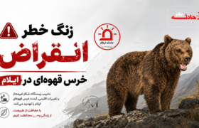 زنگ خطر انقراض خرس‌ قهوه‌ای در ایلام