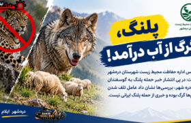 پلنگ، گرگ از آب درآمد!